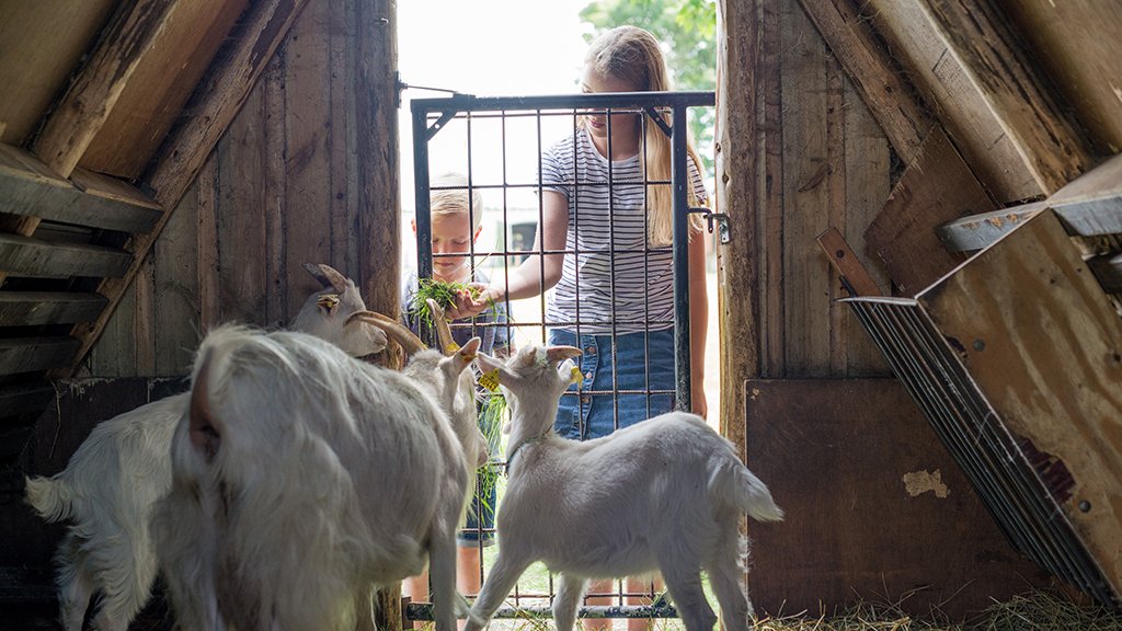 Children meeting goats at Museum Farm Karensminde